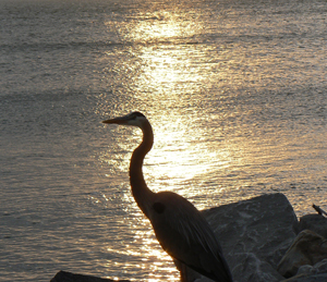 Egret by the ocean in Orange Beach. Photo by Max Hartshorne.